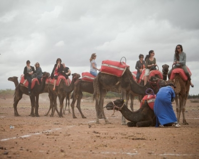 Dromadaires - mariage marrakech